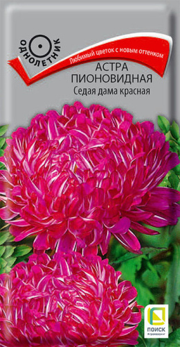 Астра Седая дама красная пионовидная