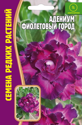 Адениум Фиолетовый город