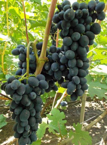 Виноград Черная вишня
