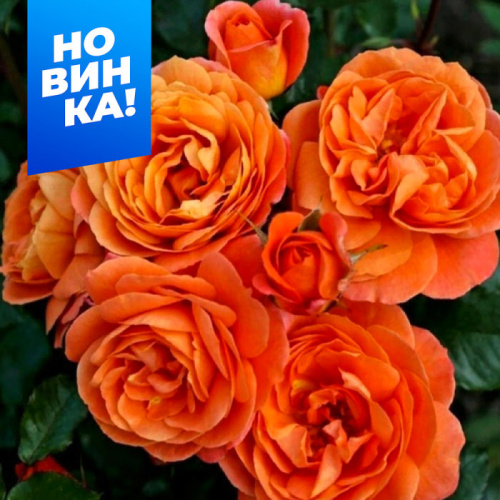 Роза Феникс