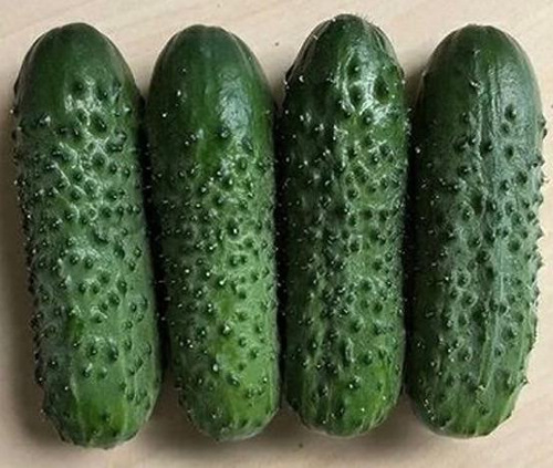 Огурец Брандино F1 250 шт