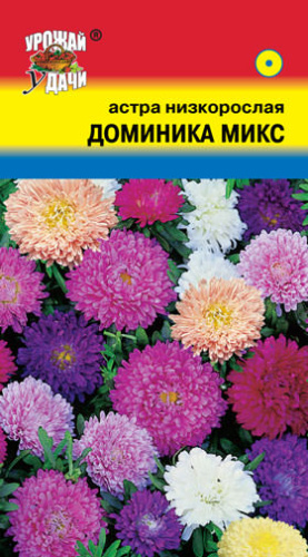 Астра смесь Доминика Микс низкорослая