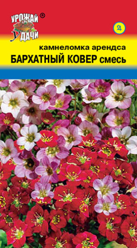 Камнеломка Бархатный Ковер смесь