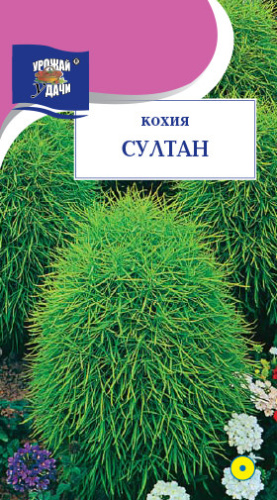 Кохия Султан 