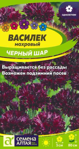 Василек Черный шар махровый