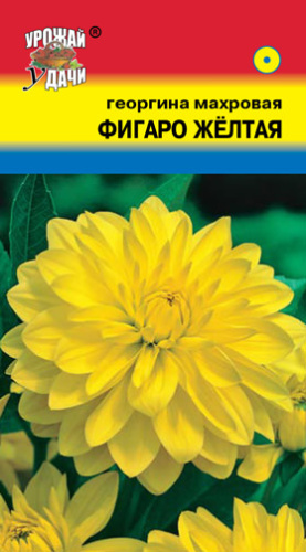Георгина Фигаро Желтая махровая