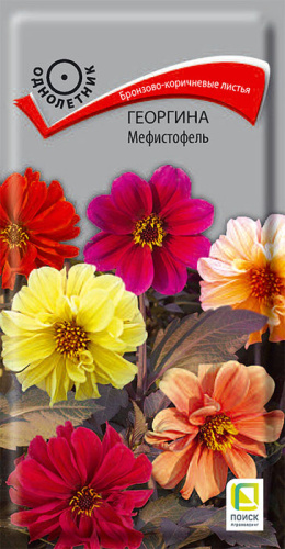 Георгина Мефистофель