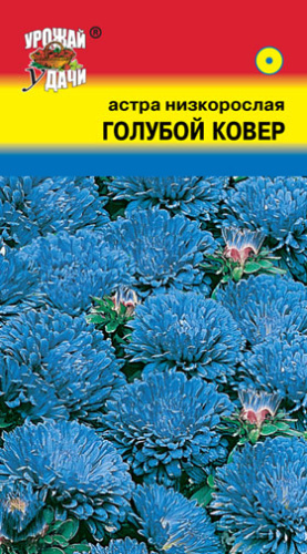 Астра низкорослая Голубой Ковер