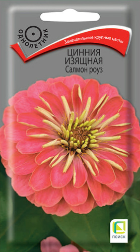 Цинния Салмон роуз изящная