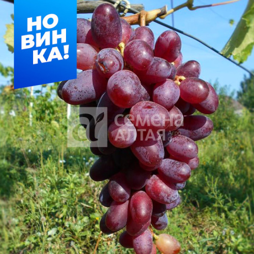 Виноград Эталон