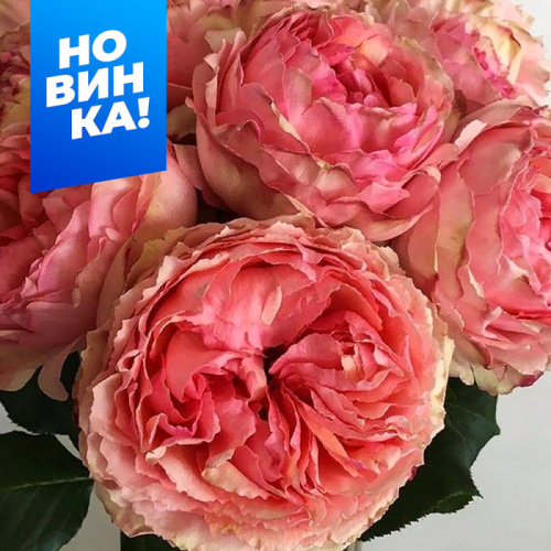 Роза Саламансар