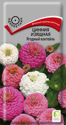Цинния Ягодный коктейль изящная