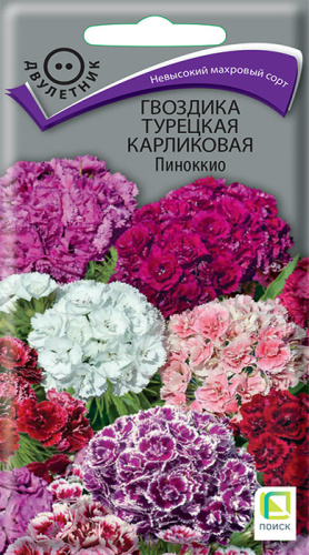 Гвоздика карликовая Пиноккио турецкая