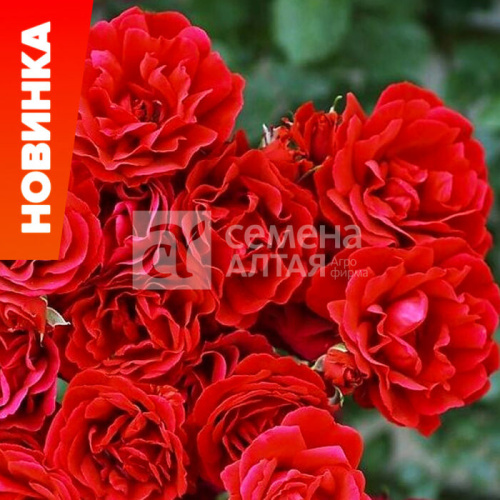 Роза Симпати