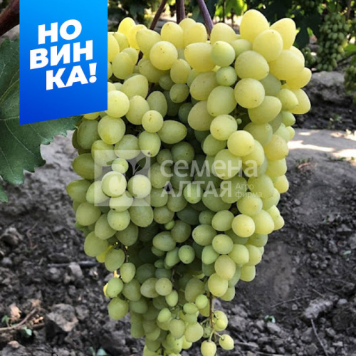 Виноград Кишмиш Бесподобный