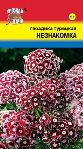 Гвоздика Турецкая Незнакомка