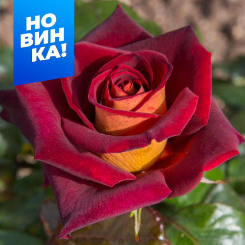 Роза Эдди Митчел