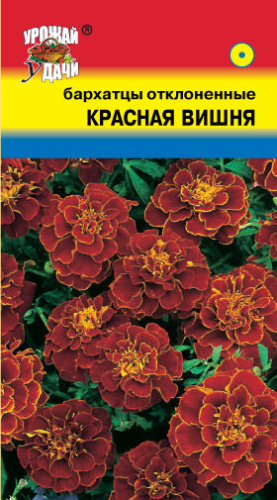 Бархатцы Красная вишня откл.