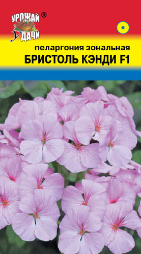 Пеларгония зональная Бристоль F1 Кэнди