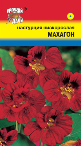 Настурция куст. Махагон