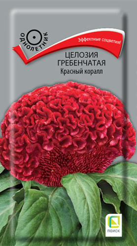 Целозия гребенчатая Красный коралл 