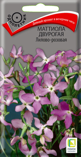 Маттиола двурогая Лилово-розовая 