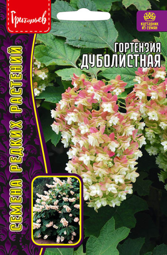 Гортензия Дуболистная