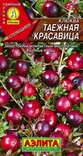 Клюква Таежная красавица крупноплодная 