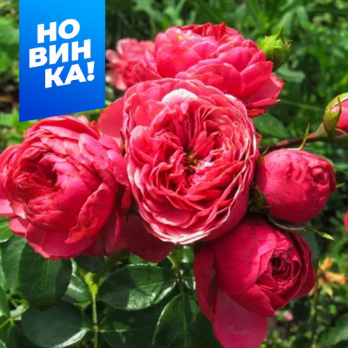 Роза Меджик рококо