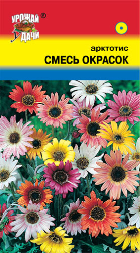 Арктотис Смесь окрасок