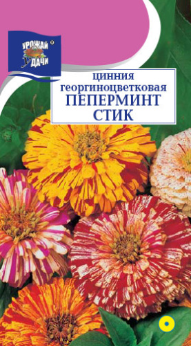 Цинния Пеперминт Стик  смесь георгиноцветковая  