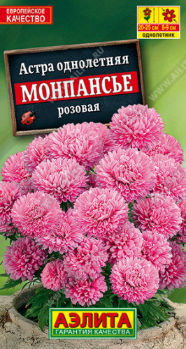 Астра Монпасье розовая карликовая