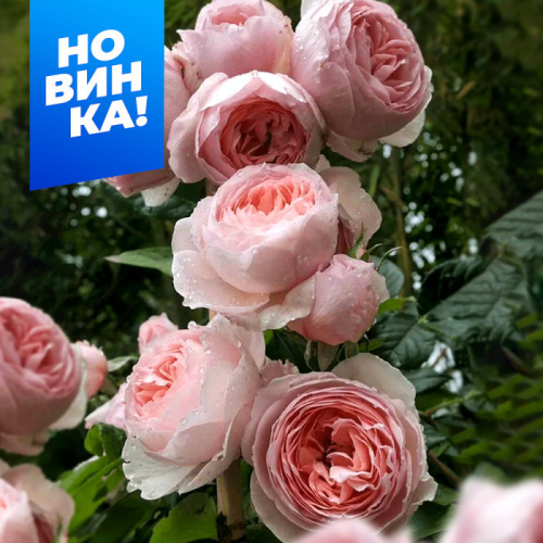 Роза Ля роз оптимист