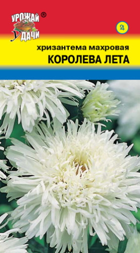 Хризантема Королева лета мн.