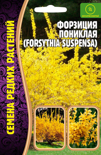 Форзиция пониклая