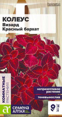 Колеус Визард Красный бархат 1