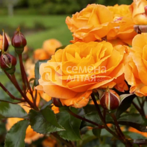 Роза Оранж Сенсейшн