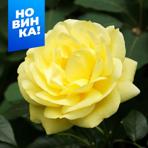 Роза Эмиль Нольде