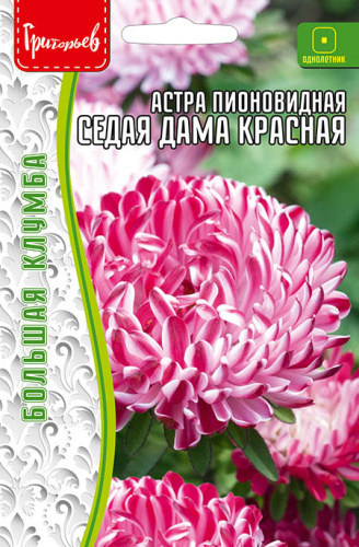 Астра Седая Дама красная пионовидная