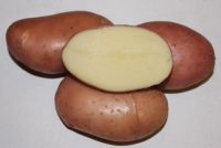 Картофель семенной Фаворит 2кг (Суперэлита) купить