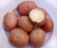 Картофель семенной Беллароза 2кг/10 купить