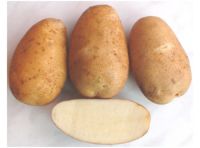 Картофель семенной Азарт (суперэлита) 2кг купить