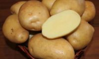 Картофель семенной Варяг (суперэлита) 2кг купить