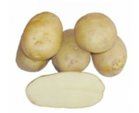 Картофель семенной Барин 2кг купить